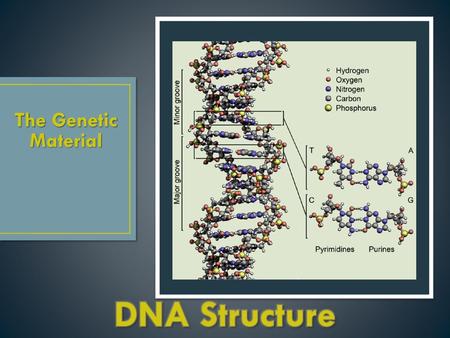 The Genetic Material DNA Structure.