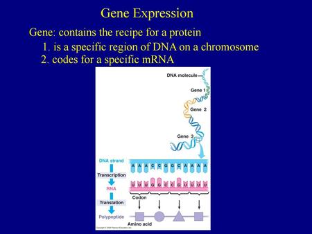 Gene Expression Gene: contains the recipe for a protein