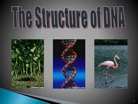 The Structure of DNA All life on earth uses a chemical called DNA to carry its genetic code or blueprint. In this lesson we be examining the structure.