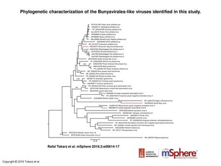 Phylogenetic characterization of the Bunyavirales-like viruses identified in this study. Phylogenetic characterization of the Bunyavirales-like viruses.