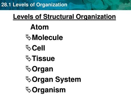 Levels of Structural Organization