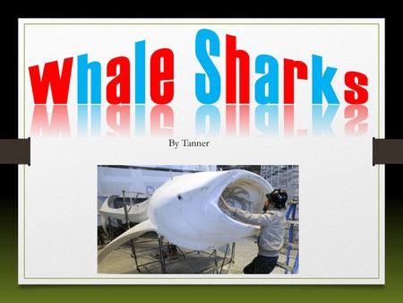 Whale Sharks By Tanner Shaded text wrapped around a corner (Basic)
