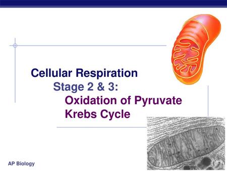 Cellular Respiration Stage 2 & 3: Oxidation of Pyruvate Krebs Cycle