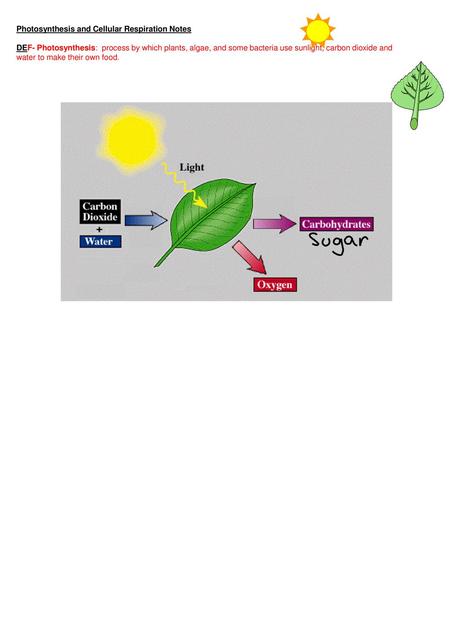 Photosynthesis and Cellular Respiration Notes