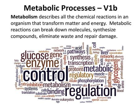 Metabolic Processes – V1b