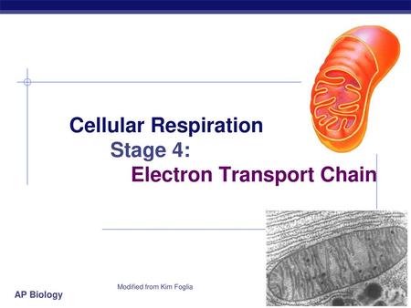 Cellular Respiration Stage 4: Electron Transport Chain