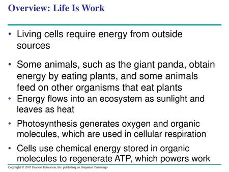 Living cells require energy from outside sources