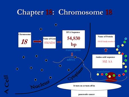 Chapter 18: Chromosome A Cell Nucleus 54,830 bp