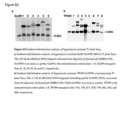 Figure S3 Gui99 1 2 3 4 5 6 3.9kb a TP309 1 2 3 4 5 6 7 8 b Figure S3 Southern hybridization analysis of hygromycin.
