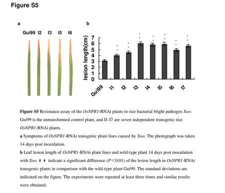 Figure S5 Figure S5 Resistance assay of the OsNPR1-RNAi plants to rice bacterial blight pathogen Xoo. Gui99 is the untransformed control plant, and I1-I7.