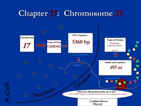Chapter 17: Chromosome A Cell Nucleus 5360 bp 493 aa CHRNE