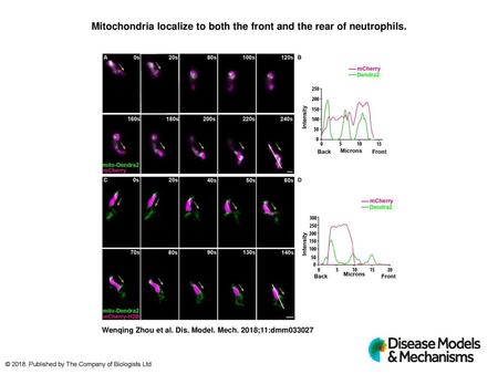 Mitochondria localize to both the front and the rear of neutrophils.