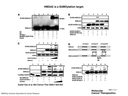 HMGA2 is a SUMOylation target.