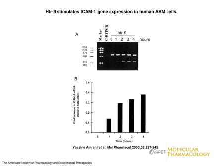Htr-9 stimulates ICAM-1 gene expression in human ASM cells.