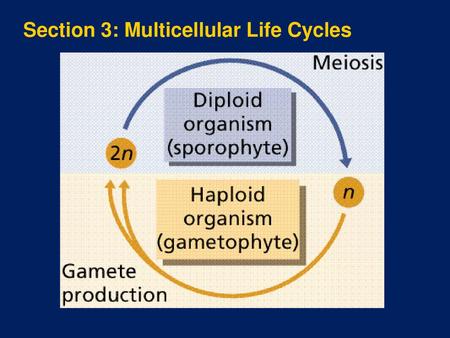 Section 3: Multicellular Life Cycles