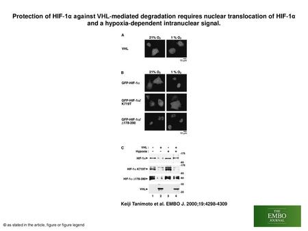 Protection of HIF‐1α against VHL‐mediated degradation requires nuclear translocation of HIF‐1α and a hypoxia‐dependent intranuclear signal. Protection.