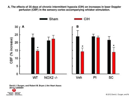 A, The effects of 35 days of chronic intermittent hypoxia (CIH) on increases in laser Doppler perfusion (CBF) in the sensory cortex accompanying whisker.