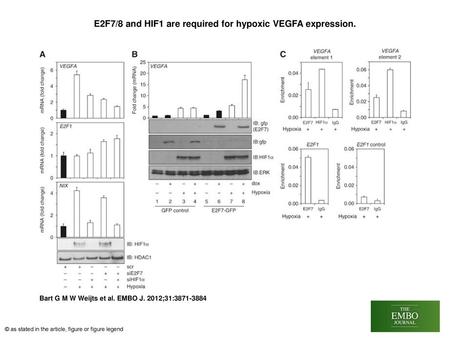 E2F7/8 and HIF1 are required for hypoxic VEGFA expression.