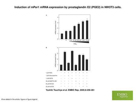 Induction of mPer1 mRNA expression by prostaglandin E2 (PGE2) in NIH3T3 cells. Induction of mPer1 mRNA expression by prostaglandin E2 (PGE2) in NIH3T3.