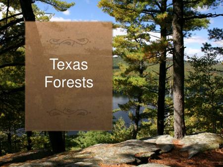 Texas Forests Picture background with textured caption (Intermediate)