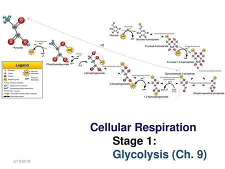 Cellular Respiration Stage 1: Glycolysis (Ch. 9)