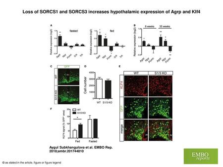 Loss of SORCS1 and SORCS3 increases hypothalamic expression of Agrp and Klf4 Loss of SORCS1 and SORCS3 increases hypothalamic expression of Agrp and Klf4.