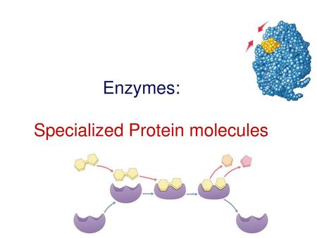 Enzymes: Specialized Protein molecules