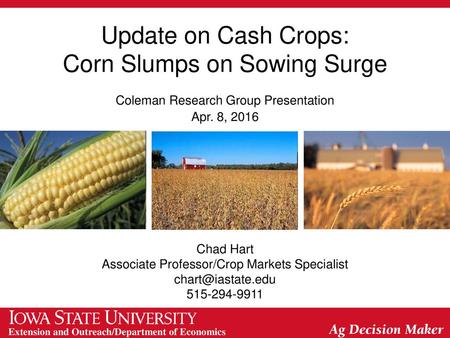 Corn Slumps on Sowing Surge