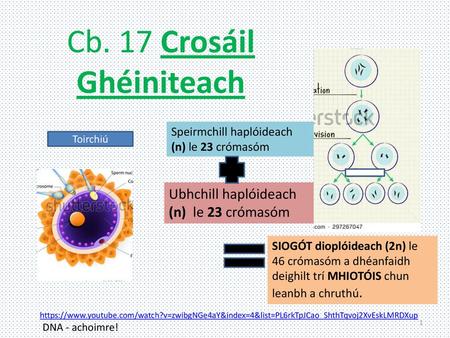 Cb. 17 Crosáil Ghéiniteach