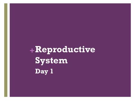 Reproductive System Day 1.