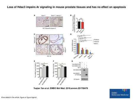 Loss of Hdac3 impairs Ar signaling in mouse prostate tissues and has no effect on apoptosis Loss of Hdac3 impairs Ar signaling in mouse prostate tissues.
