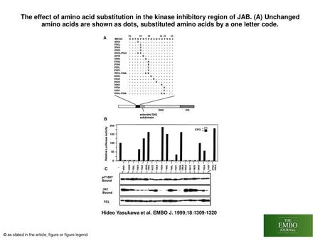 The effect of amino acid substitution in the kinase inhibitory region of JAB. (A) Unchanged amino acids are shown as dots, substituted amino acids by a.