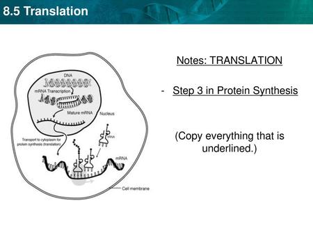 Step 3 in Protein Synthesis