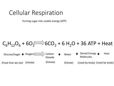Cellular Respiration C6H12O6 + 6O2 6CO2 + 6 H2O + 36 ATP + Heat