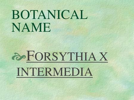 FORSYTHIA X INTERMEDIA