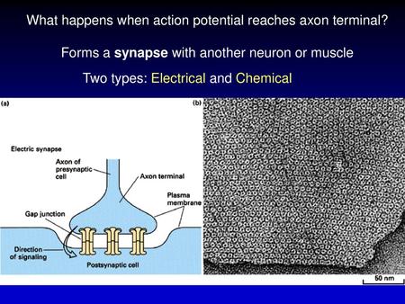 What happens when action potential reaches axon terminal?