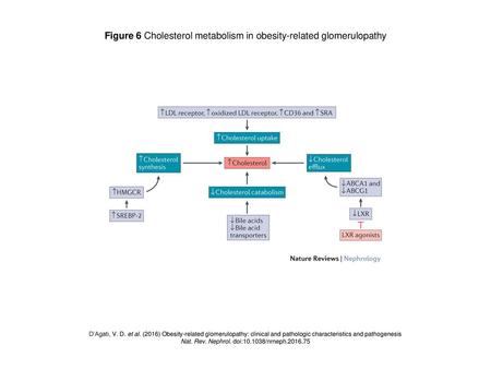 Figure 6 Cholesterol metabolism in obesity-related glomerulopathy