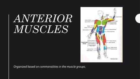 Organized based on commonalities in the muscle groups.