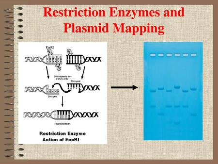 Restriction Enzymes and Plasmid Mapping
