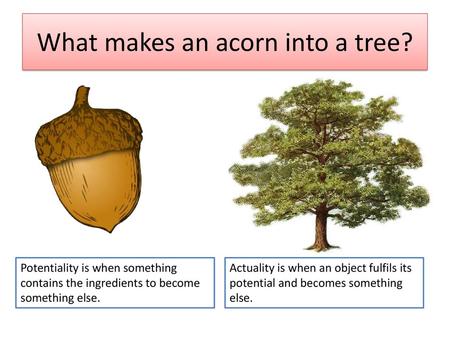 What makes an acorn into a tree?