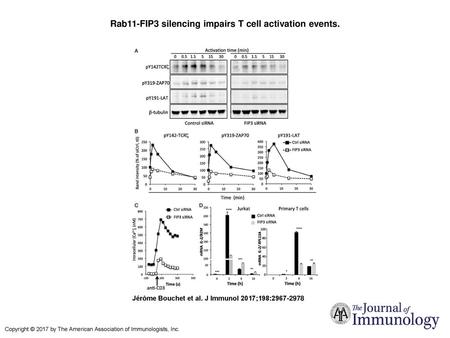Rab11-FIP3 silencing impairs T cell activation events.