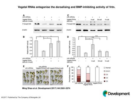Vegetal RNAs antagonise the dorsalising and BMP-inhibiting activity of Vrtn. Vegetal RNAs antagonise the dorsalising and BMP-inhibiting activity of Vrtn.