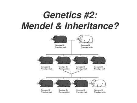 Genetics #2: Mendel & Inheritance?