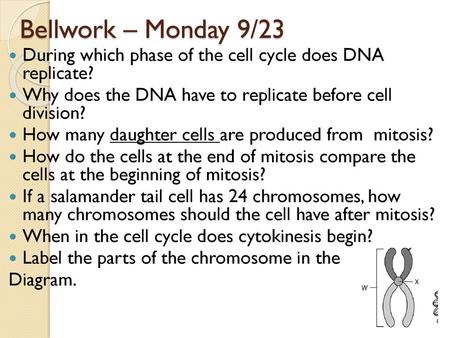 Bellwork – Monday 9/23 During which phase of the cell cycle does DNA replicate? Why does the DNA have to replicate before cell division? How many daughter.