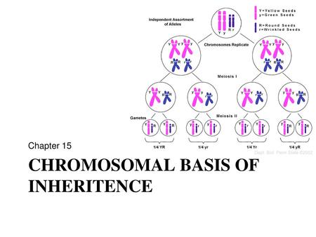 Chromosomal basis of inheritence