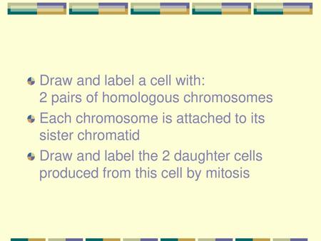 Draw and label a cell with:   2 pairs of homologous chromosomes