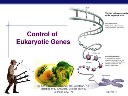 Control of Eukaryotic Genes