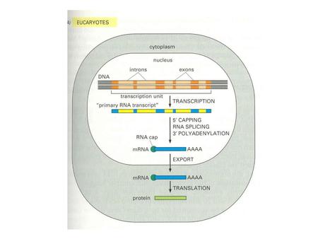 Cytosol Nucleus Mitochondria Secreted ER Golgi Endosome Lysosome Transmembrane.