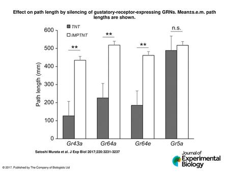 Effect on path length by silencing of gustatory-receptor-expressing GRNs. Mean±s.e.m. path lengths are shown. Effect on path length by silencing of gustatory-receptor-expressing.