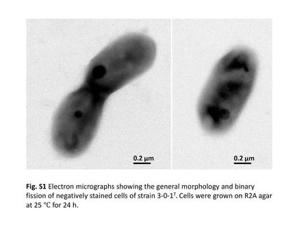 Fig. S1 Electron micrographs showing the general morphology and binary fission of negatively stained cells of strain 3-0-1T. Cells were grown on R2A agar.